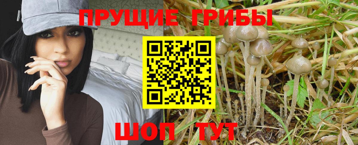 Галлюциногенные грибы Cubensis Истра